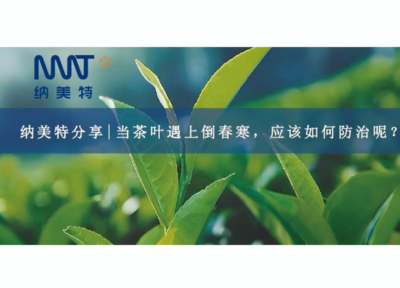 NMT sharing | How should tea be prevented and treated when encountering a cold spell in late spring?