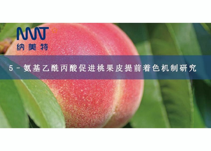Study on the Mechanism of 5-ALA Promoting Early Coloring of Peach Peel