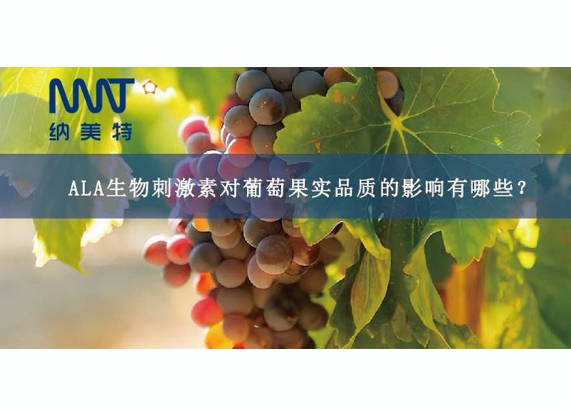What are the effects of 5-ALA biostimulants on grape fruit quality?