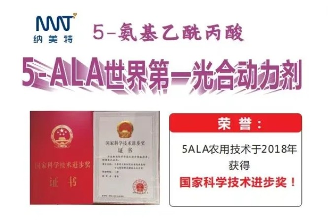 Application of 5-ALA (ALA) to potato