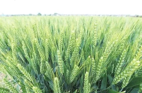 The effect of exogenous 5-ALA on the weight gain of weak grain in filling stage of winter wheat was significant