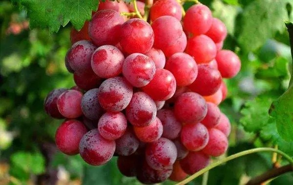 Effects of exogenous 5-ALA on fruit coloring and related enzyme activities of seedless grape Frei in solar greenhouse