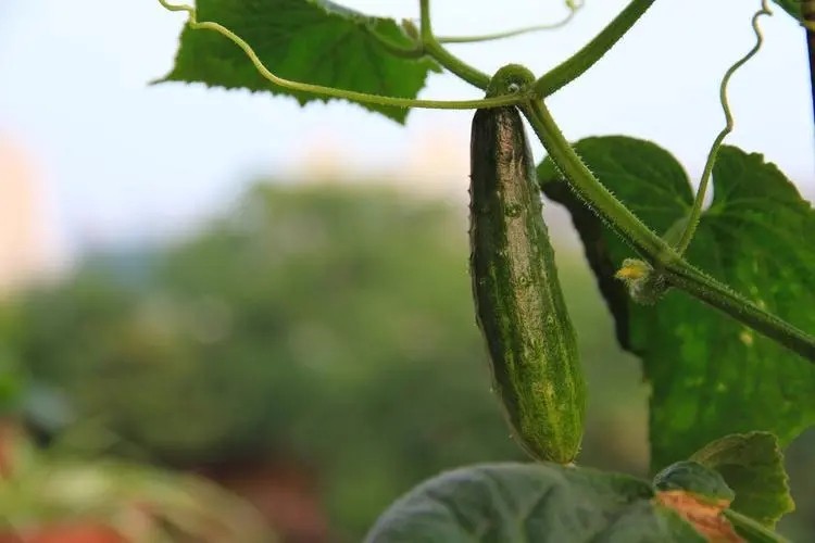 Effects of exogenous 5-A-LA-A foliar spraying on antioxidant enzyme system of cucumber seedlings