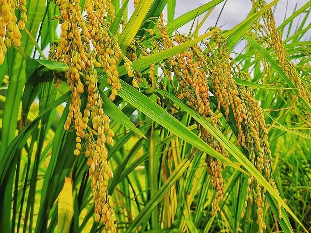 5 aminolevulinic acid promoted low temperature light resistance of rice, which was related to the activity of antioxidant enzymes