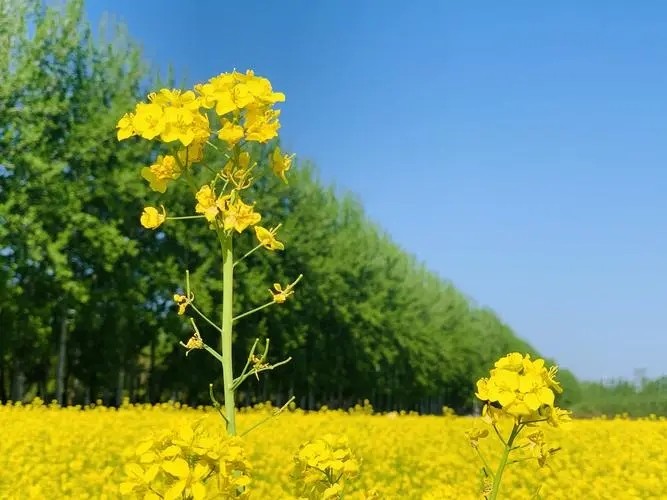 Exogenous 5-ALA enhanced the photosynthetic gas exchange, chlorophyll fluorescence and antioxidant system of rapeseed under drought stress