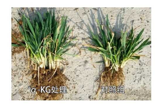 【 alpha-ketoglutaric acid 】 promotes plant growth and shorters the production cycle
