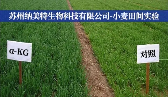 How does Namet alpha-ketoglutaric acid enhance plant stress resistance